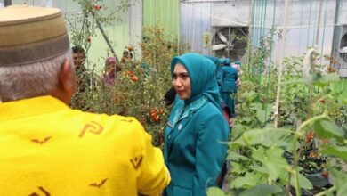Kunjungi Screen House NFT Sayur di Soppeng, Sofha Marwah Kagumi Penggunaan Teknologi Pertanian