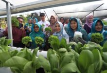 Sofha Marwah Bahtiar Panen Sayuran dan Beri Bantuan PMT untuk Anak Stunting dan Ibu Hamil KEK di Luwu Timur