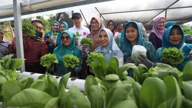 Sofha Marwah Bahtiar Panen Sayuran dan Beri Bantuan PMT untuk Anak Stunting dan Ibu Hamil KEK di Luwu Timur