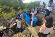 Lestarikan Pesisir di Hari Nusantara, DKP Sulsel Tanam 78 Ribu Mangrove di Bone