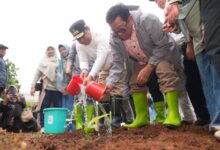 Dukung Program Budidaya Pisang Cavendish, LLDIKTI Sultanbatara Lakukan Penanaman Perdana di Lahan Unibos