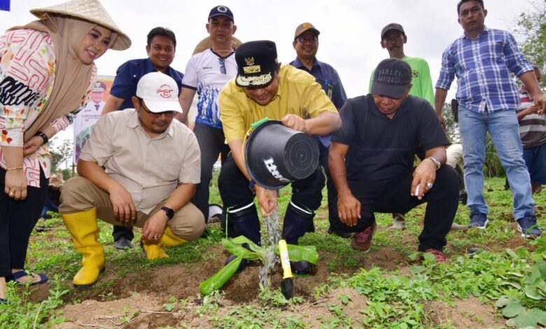 Warga Bantaeng Harap Tanaman Pisang Cavendish Ubah Perekonomian Petani