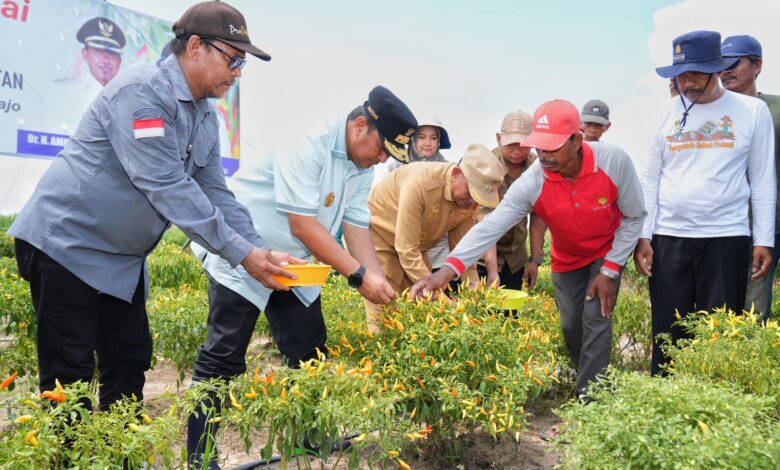 Ikut Tanam dan Panen Cabai di Wajo, Kapolda Tegaskan Dukung Program Pemprov Sulsel