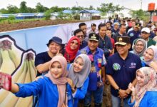 Hasil Menggiurkan, Mahasiswa Unismuh Semangat Tanam Pisang Cavendish