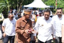 Dimulai dari Desa Biringere, Kades di Pangkep Yakin Masyarakat Tertarik Tanam Pisang Cavendish