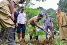 Setelah Rammang-rammang, Bantimurung Jadi Sasaran Program Budidaya Sukun