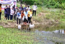 20 Ribu Bibit Ikan Nila Kembali Ditebar di Bone