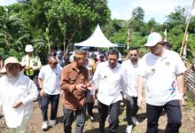 Bupati Pangkep Yakin Budidaya Tanaman Hortikultura Tingkatkan Perekonomian Masyarakat