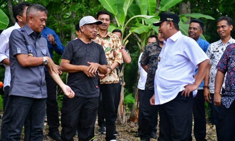 Cerita Abdul Hafid, Awalnya Beli Online Enam Pohon Bibit Pisang Cavendish