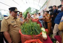 Awal Tahun, Harga dan Stok Kebutuhan Pokok di Pasar Tradisional Stabil