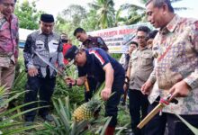 Desa Palippu Bakal Dijadikan Percontohan Pengembangan Nanas di Sulsel