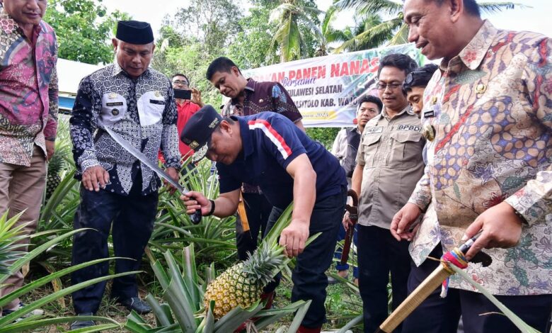 Desa Palippu Bakal Dijadikan Percontohan Pengembangan Nanas di Sulsel