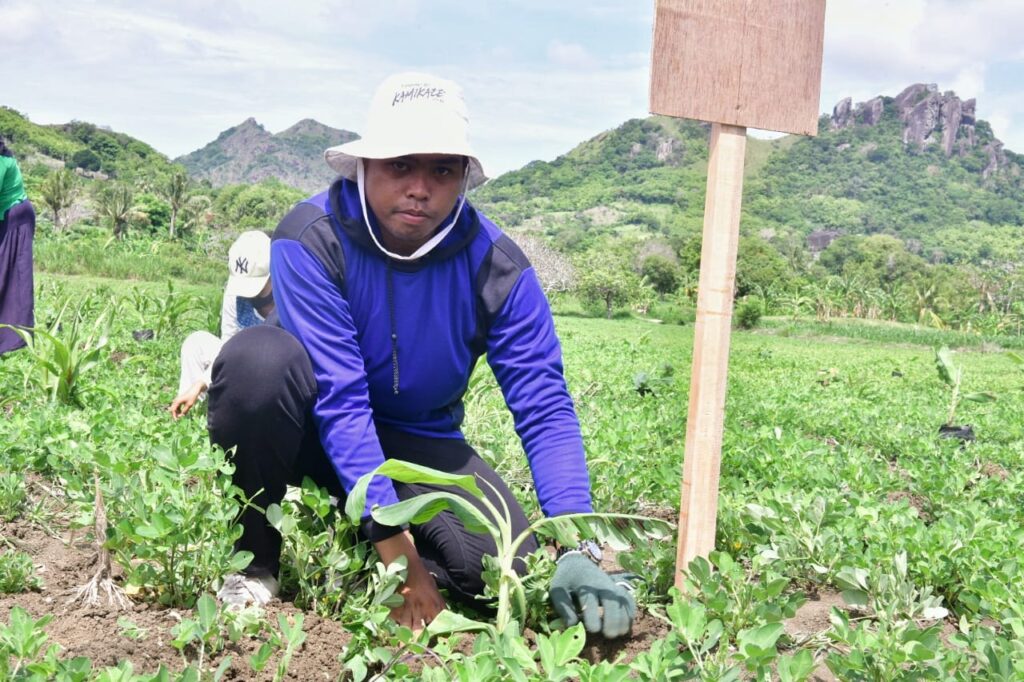 Kreativitas Petani Desa Buae Sidrap, Tanam Pisang Cavendish Tumpang Sari dengan Kacang Tanah