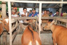 Pemprov Sulsel Dorong Inseminasi Buatan, Limbah Cavendish Jadi Alternatif Pakan Ternak