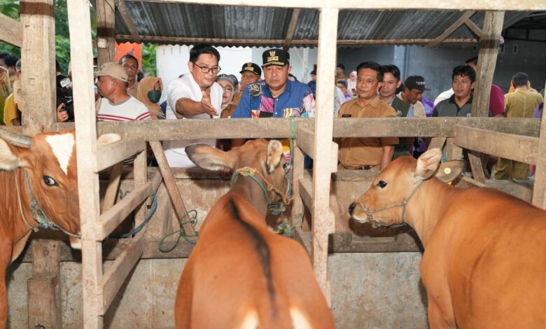 Pemprov Sulsel Dorong Inseminasi Buatan, Limbah Cavendish Jadi Alternatif Pakan Ternak