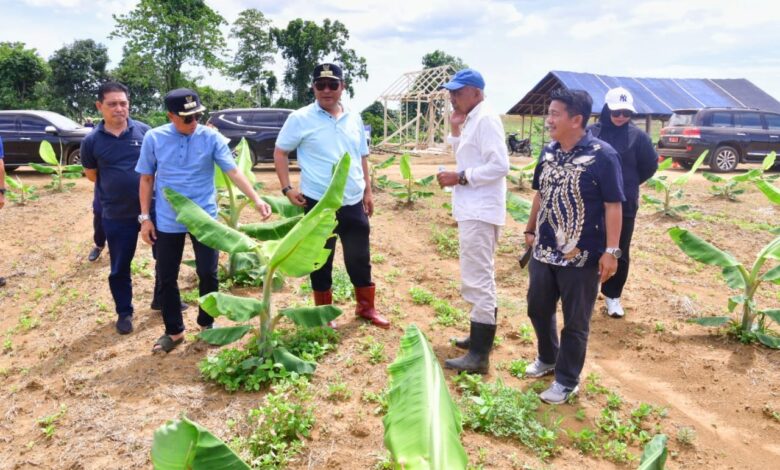 Ditanam Tiga Bulan Lalu, Pohon Pisang Cavendish di Mare Kini Setinggi Pinggang Orang Dewasa