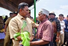 Tanam Perdana Pisang Cavendish di Lutim, Petani Terharu Terima Bantuan Bibit