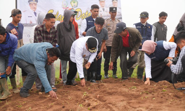 Pj Gubernur Sulsel Ikut Tanam Kentang Bersama Petani Tinggimoncong
