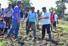 Ribuan Hektare Lahan di Desa Mabbiring Menganggur, Pemprov Sulsel Beri Bantuan Bibit Nangka dan Nanas