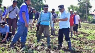 Ribuan Hektare Lahan di Desa Mabbiring Menganggur, Pemprov Sulsel Beri Bantuan Bibit Nangka dan Nanas
