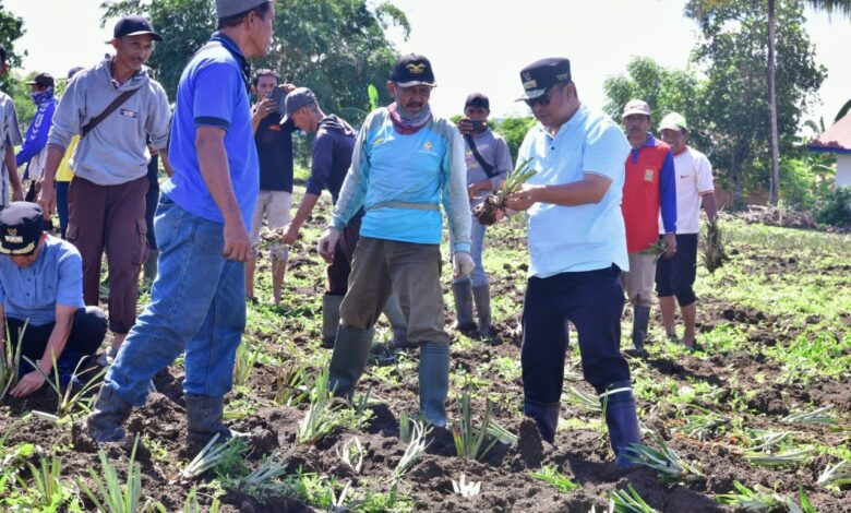 Ribuan Hektare Lahan di Desa Mabbiring Menganggur, Pemprov Sulsel Beri Bantuan Bibit Nangka dan Nanas
