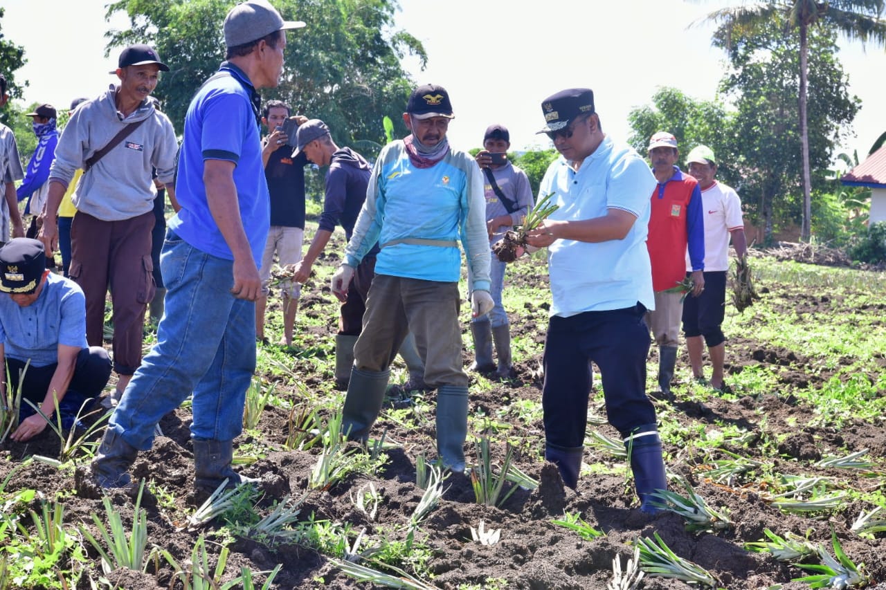 Ribuan Hektare Lahan di Desa Mabbiring Menganggur, Pemprov Sulsel Beri Bantuan Bibit Nangka dan Nanas