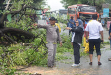 Sekda Irmayanti Bersama DLH Kota Palu Tinjau Lokasi Pohon Tumbang