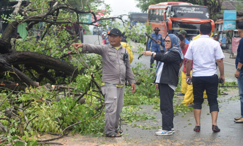 Sekda Irmayanti Bersama DLH Kota Palu Tinjau Lokasi Pohon Tumbang