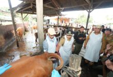 Tingkatkan Populasi, 45 Sapi Lokal Diinseminasi Gunakan Sperma Simental dan Limosine