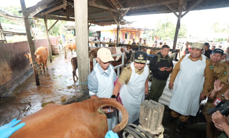 Tingkatkan Populasi, 45 Sapi Lokal Diinseminasi Gunakan Sperma Simental dan Limosine