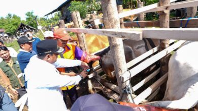 Miliki Populasi Sapi Tertinggi Kedua di Sulsel, Wajo Genjot Inseminasi Buatan