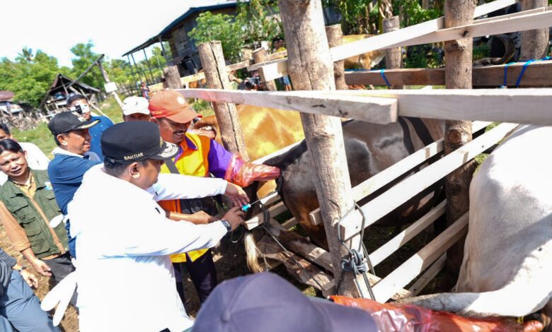 Miliki Populasi Sapi Tertinggi Kedua di Sulsel, Wajo Genjot Inseminasi Buatan