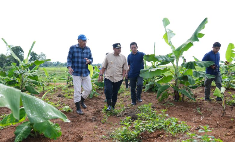 Empat Bulan Lagi Pisang Cavendish di Mare Siap Panen