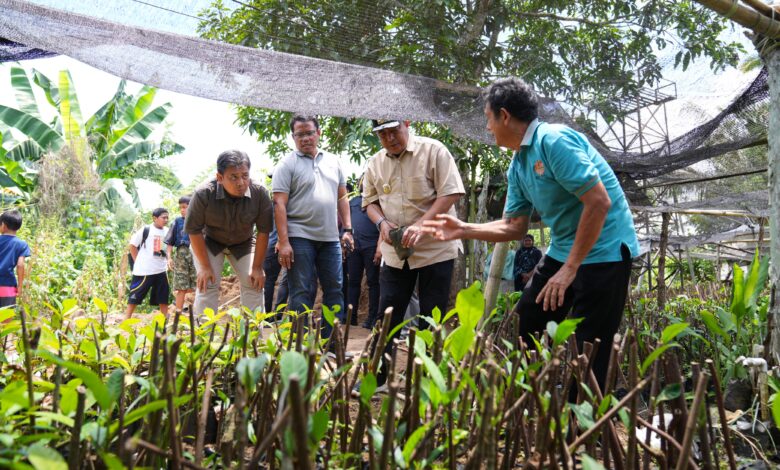 Pj Gubernur Sulsel Cek Lokasi Pembibitan Sukun Inisiasi Kelompok Tani Desa Samaenre
