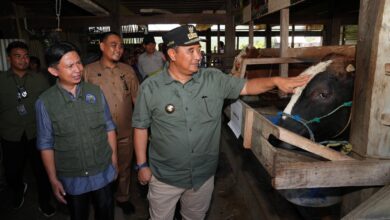 Pj Gubernur Sulsel Serius Tingkatkan Produksi Ternak, Inseminasi Buatan Juga Dilakukan di Sidrap dan Barru