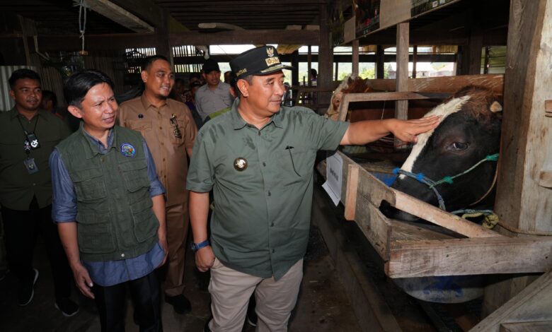 Pj Gubernur Sulsel Serius Tingkatkan Produksi Ternak, Inseminasi Buatan Juga Dilakukan di Sidrap dan Barru
