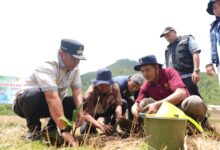 Pj Gubernur Sulsel Tanam Sukun Usai Serahkan Bantuan Darurat dan Logistik Longsor di Kabupaten Luwu