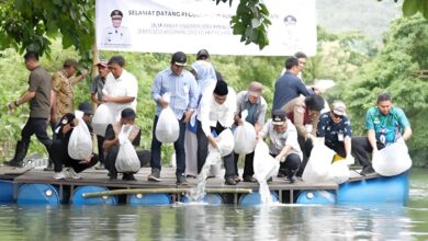 200 Ribu Benih Ikan Nila Ditebar di Barru