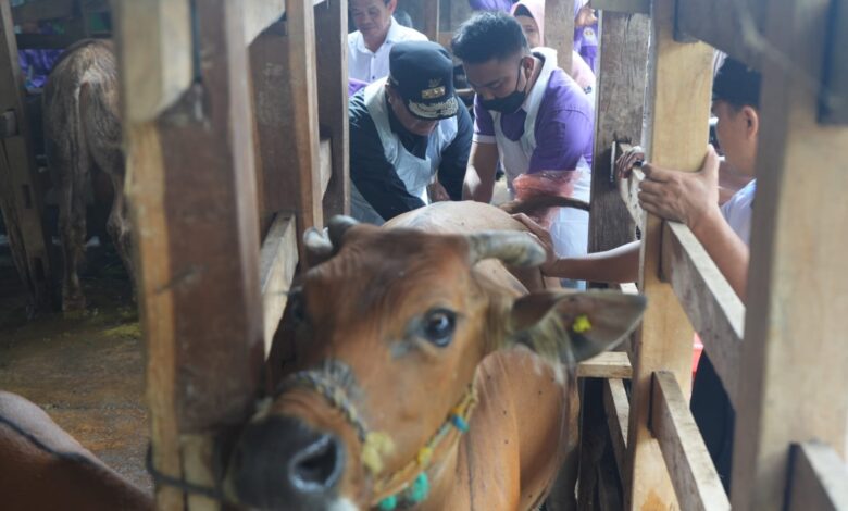 Inseminasi Buatan di Tellu Siattinge Bone, Pj Gubernur Sulsel Pastikan Program Sampai ke Masyarakat