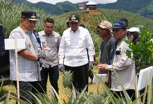 Setelah Pisang Cavendish, Pj Gubernur Bahtiar Target Sulsel Jadi Penghasil Nanas