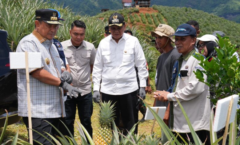Setelah Pisang Cavendish, Pj Gubernur Bahtiar Target Sulsel Jadi Penghasil Nanas