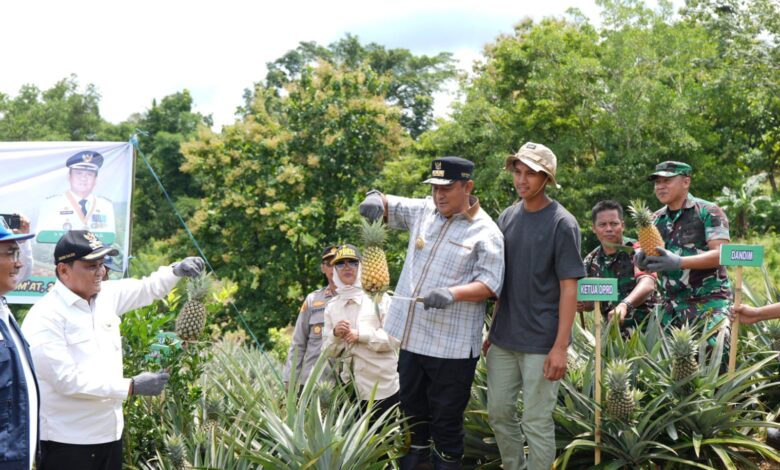 Tanam Sekaligus Panen Nanas di Barru, Pj Gubernur Sulsel Dorong Produksi Hingga 1.000 Hektare