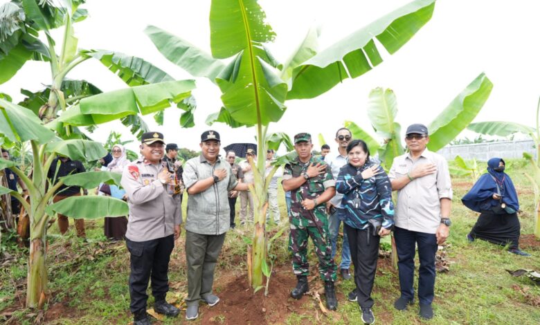 Ditanam Saat Kemarau, Pisang Cavendish di Tamarunang Gowa Siap Panen Empat Bulan Lagi