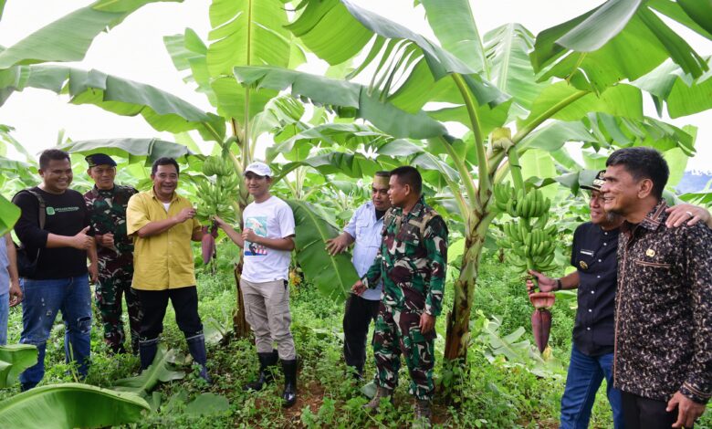 Pisang Cavendish yang Ditanam Warga di Dua Kabupaten Telah Berbuah
