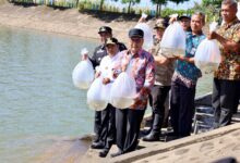 Danny Pomanto Lepas Puluhan Ribu Benih Ikan Air Tawar di Waduk Nipa-Nipa