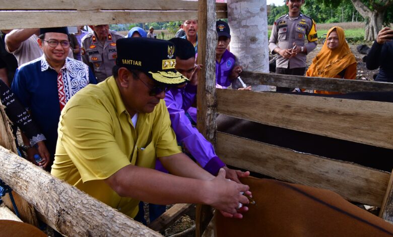 Inovasi Peternakan di Cina Bone, Inseminasi Buatan Dikuatkan dengan Ketersediaan Pakan
