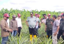 Kunjungan ke Bone, Pj Gubernur Sulbar Bahtiar Boyong Pejabat Belajar Budidaya Pisang Cavendish