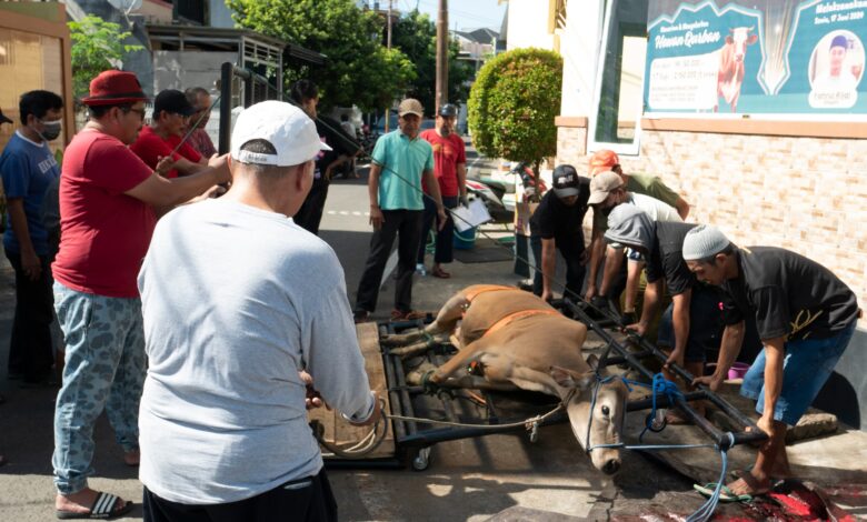 Prima Griya Sembelih 7 Ekor Sapi Kurban