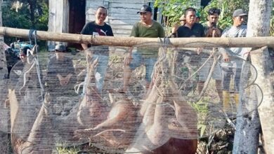 Pemda Bulukumba Terus Giatkan Perburuan Babi, 49 Ekor Dibasmi di Desa Karassing