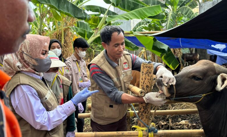 DP2 Makassar Gencar Lakukan Pemeriksaan Hewan Kurban Jelang Idul Adha